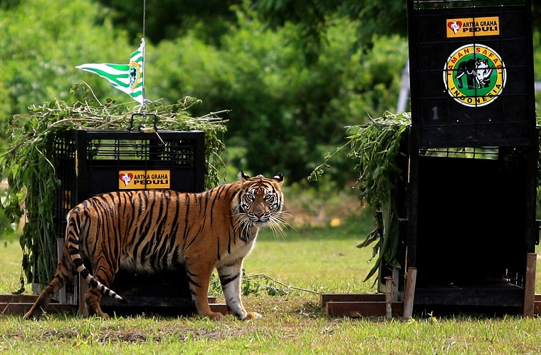 Pelepasliaran Harimau Sumatera di Tambling: Mengulas Kembali Peristiwa Sejarah pada 22 Januari 2010